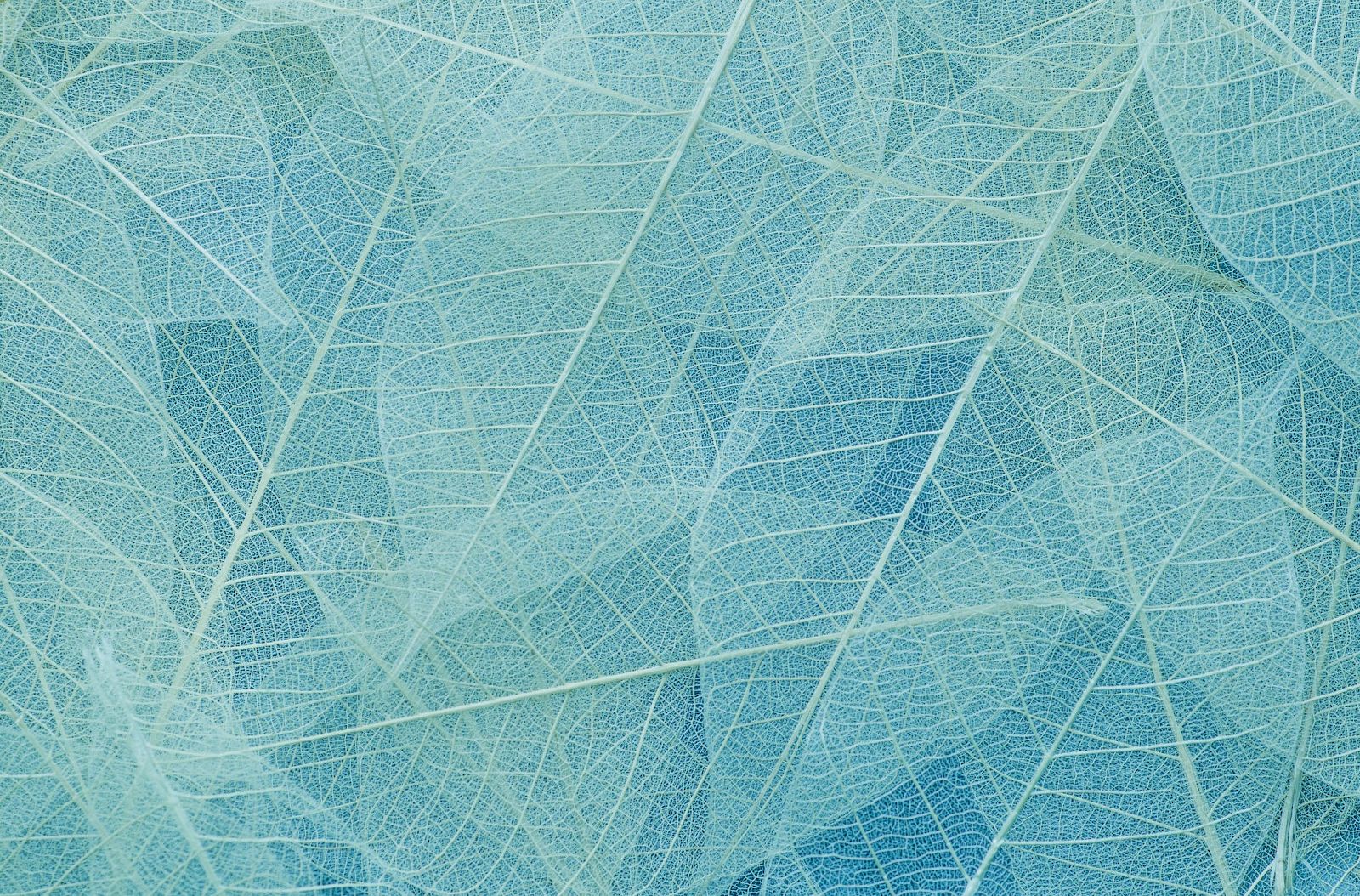 The image shows a collection of translucent, overlapping leaves with a delicate, veined pattern in shades of blue and green, creating a textured effect.