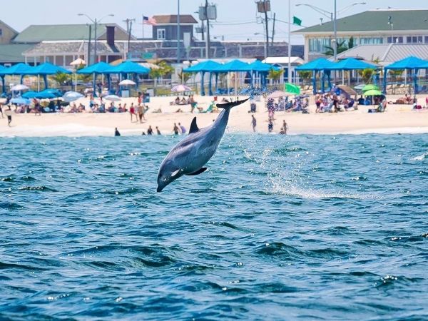 A dolphin jumps out of the water near a beach with blue umbrellas and a crowd, with buildings and flags in the background.